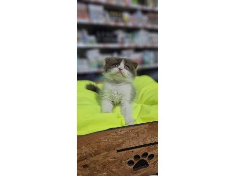 Cinnemon bi color scottish fold british shorthair yavruları