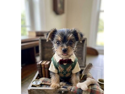 Evinizin maskotu olacak mükemmel dost köpeğimiz