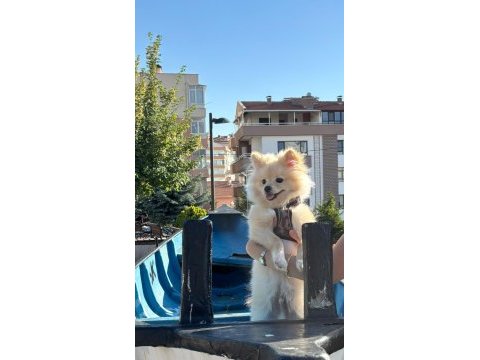 5 aylık erkek yavru köpeğimiz