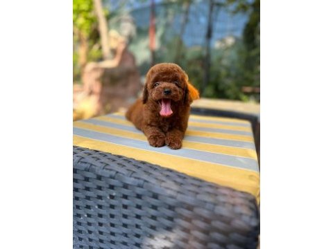 Irkın en güzeli toy poodle yavrularımız