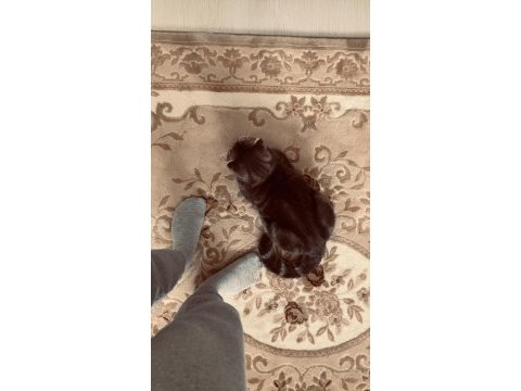 Acil ücretsiz dişi kedimi sahiplendirmek istiyorum