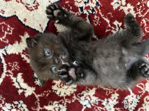 British shorthair kedisi dişi