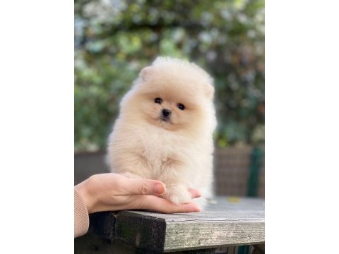 Pomeranian boo ayıcık surat