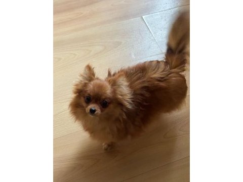 Uzun tüylü chihuahua