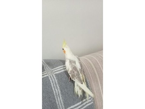 5 aylık sultan papağanı