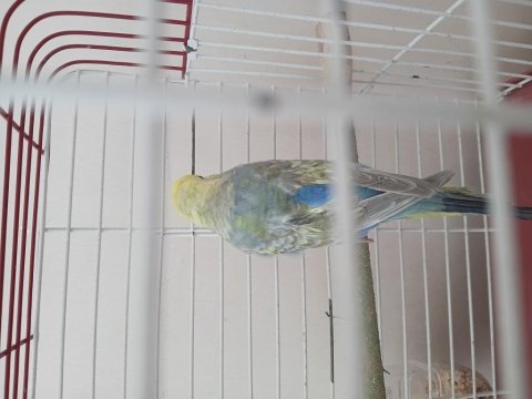 Çift muhabbet kuşu