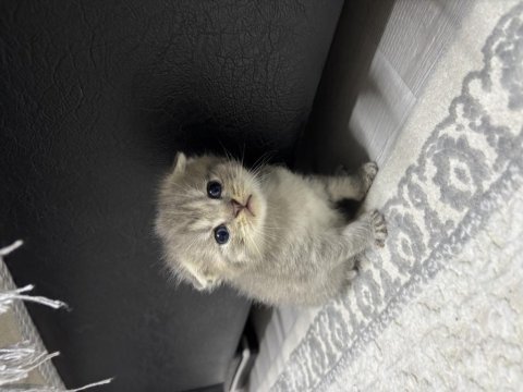 Erkek scottish fold kırık kulak kedimiz 25 günlük