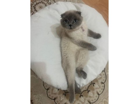 Birbirinden ayrılmayan tatlı kedilerimi sahiplendirme