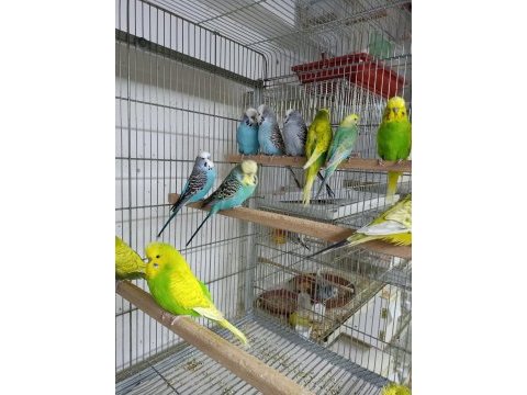 Ele alıştırmalık taze jumbo muhabbet yavrular ve anaçlar