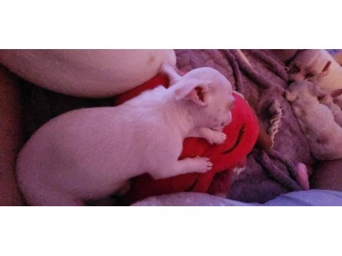 Orijinal elma kafa chihuahua yavruları bir dişi bir erkek