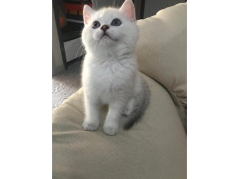British long ve shorthair kardeşler