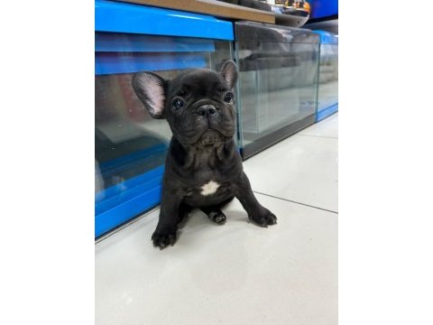 Dişi french bulldog coco 2 aylık ilk karma aşısı yapıldı