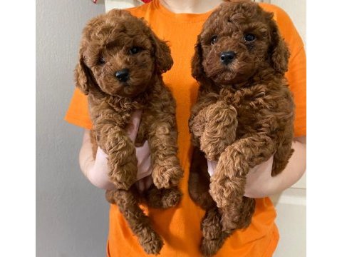 Kilo garantili toy poodle ve kore yavrularımız