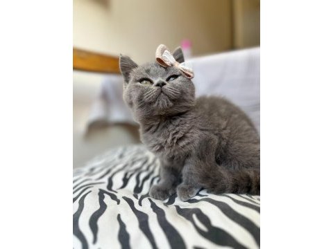 British shorthair bebeklerimiz