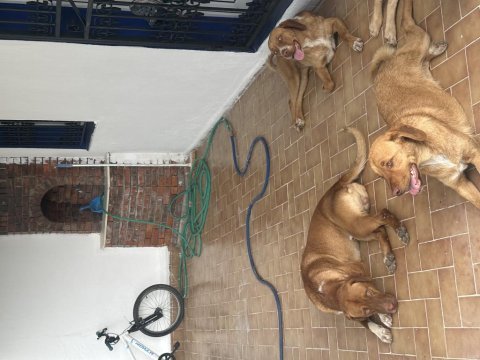 15 aylık 1 erkek ve 2 dişi köpekler