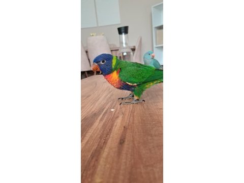 Lori papağanı el besleme