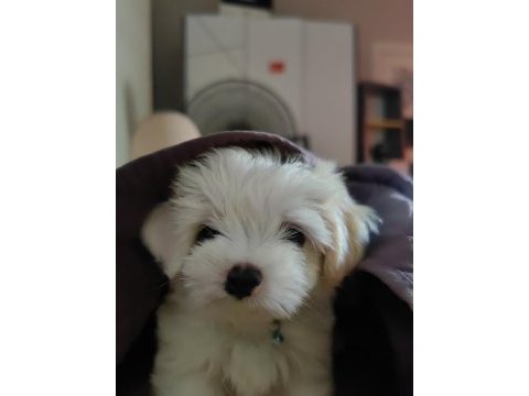 2 aylık 850 gram erkek beyaz maltipoo yavrumuz bear face