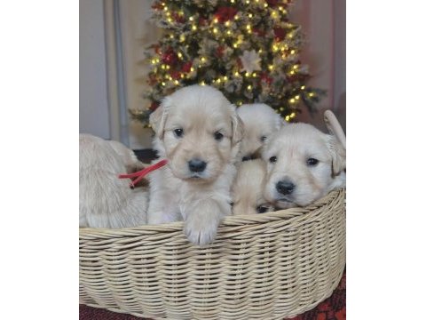 Safkan golden retriever yavrular