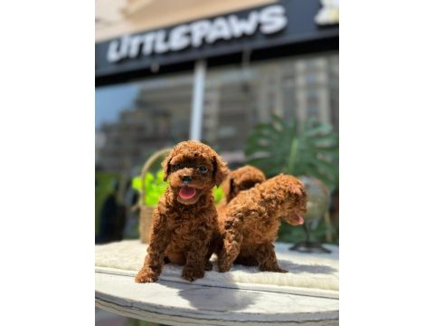 Littlepawstan en özel renk ve boyut toy poodle bebekler