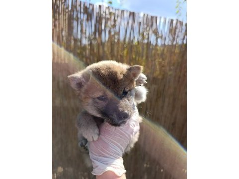 Shiba ınu, nadir, safkan,asil