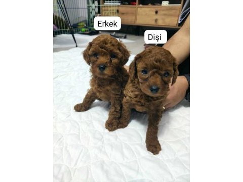 1 erkek ve 1 dişi teacup - kore poodle