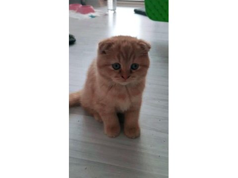 3 aylık erkek scottish fold