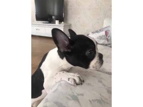 French bulldog köpeğimiz