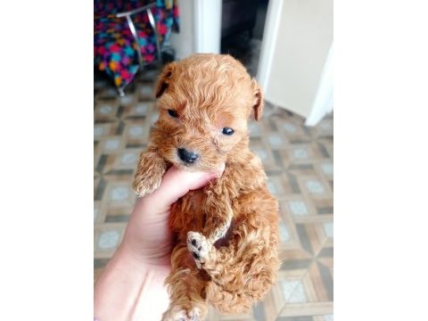 Anne altından toy poodle bebekler