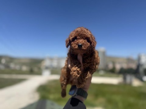 Çok özel redbrown toy poodle yavrularımız