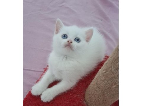 British shorthair yavru kedimiz
