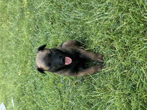 Safkan malinois