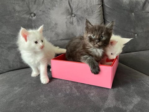 Safkan maine coon yavrular