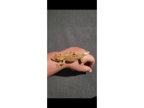 Crested gecko 7 aylık herşeyiyle verilecek