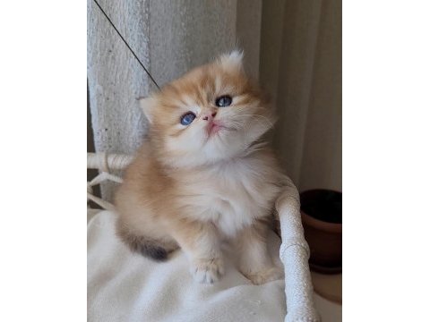 Son british longhair golden erkek yavrum
