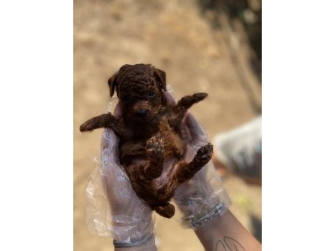 Core toy poodle köpeği