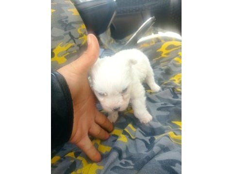 Maltese terrier yavruları
