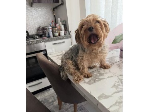 Köpeğimiz için lütfen açıklama okuyun