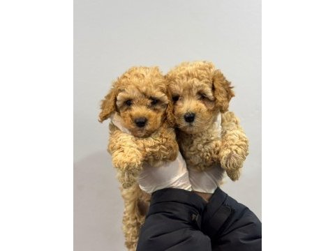 Poodle bebekler