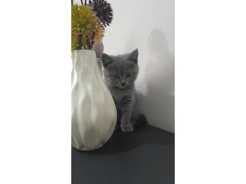 2.5 aylık scottish fold yavrular