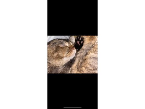 Scottish fold kedisi sahiplendirme