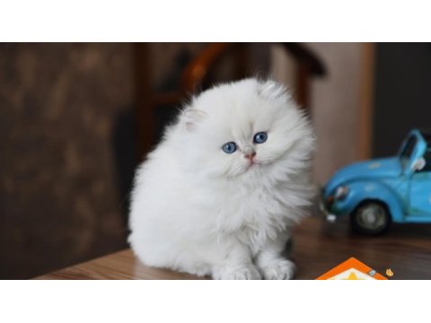 Mükemmel kalite bebek yüzlü british longhair ayıcık