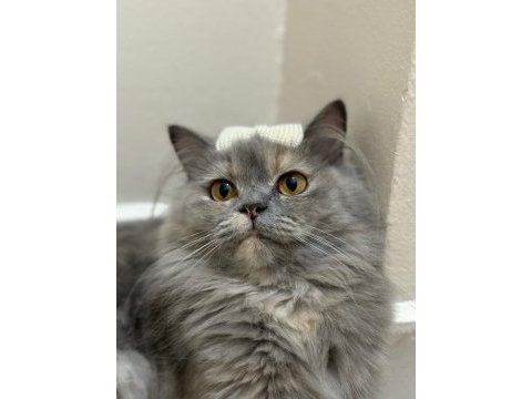 British longhair kedimize yuva arıyoruz