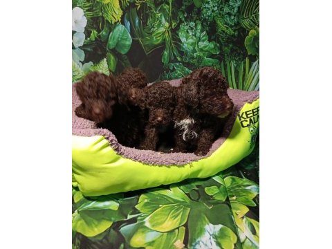 Irk ve sağlık garanti lagotto yavrularımuz