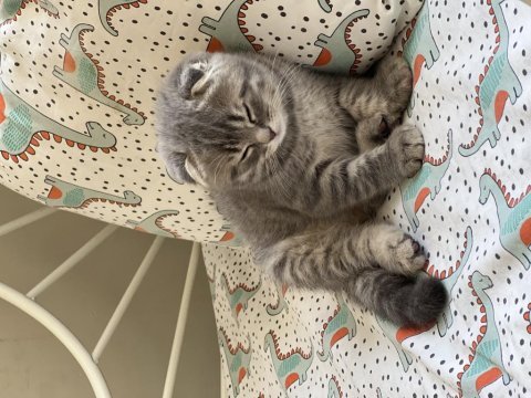 2 aylık scottish fold erkek