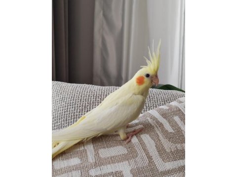 Bebek sultan papağanı