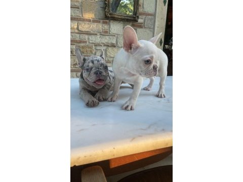 Renkli gözlü ırk garantili aşılı french bulldog yavrularım