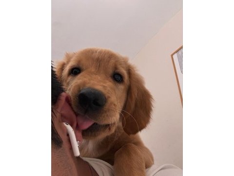 6 aylık golden retriever erkek