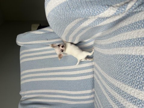Micro teacup ukrayna kan mükemmel anatomi yavrular