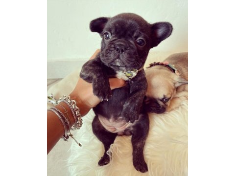 French bulldog yavruları