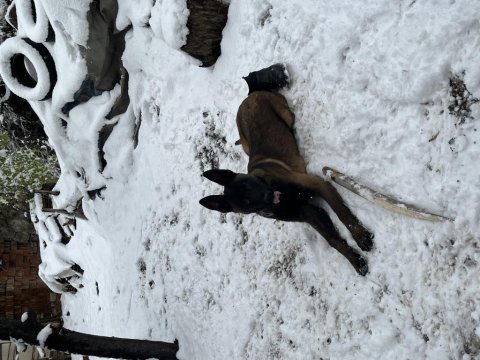Dişi belçika kurdu koruma eğitimli itaat eğitim